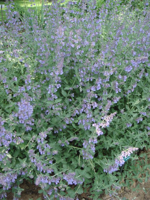 Nepeta x faasenii